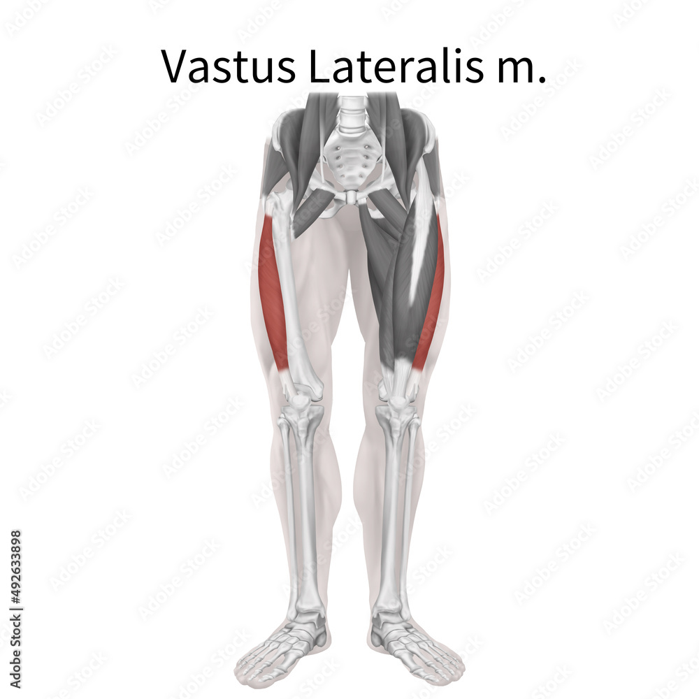 Obraz premium 외측광근 근육 일러스트