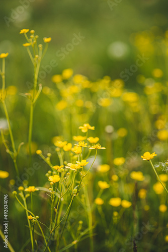 Green Spring Forest. Plant Ranunculus Acris With Yellow Flowers On Background Tall Trees.