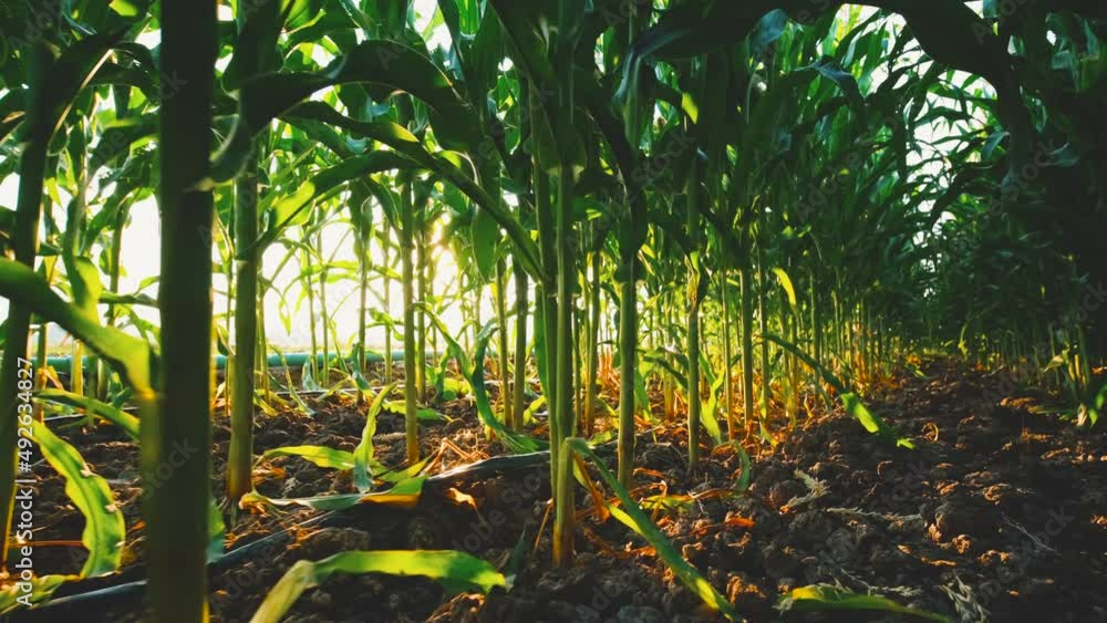 green maize corn crop in agricultural field with sunlight and lens flare, animal feed agricultural industry, low angle and dolly in shots, slow motion green maize corn crop in agricultural field with sunlight and lens flare, animal feed agricultural industry, low angle and dolly in shots, slow motion