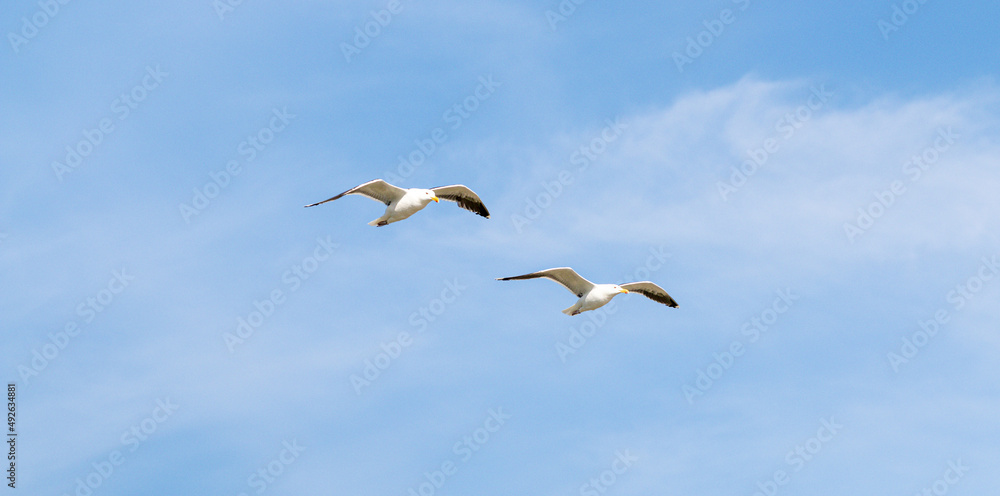 Obraz premium Two seagulls flying together with a blue sky