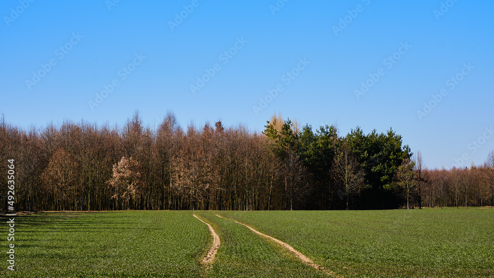 Fototapeta premium Traces in green field