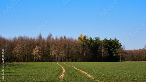 Fototapeta Naklejka Na Ścianę i Meble -  Traces in green field