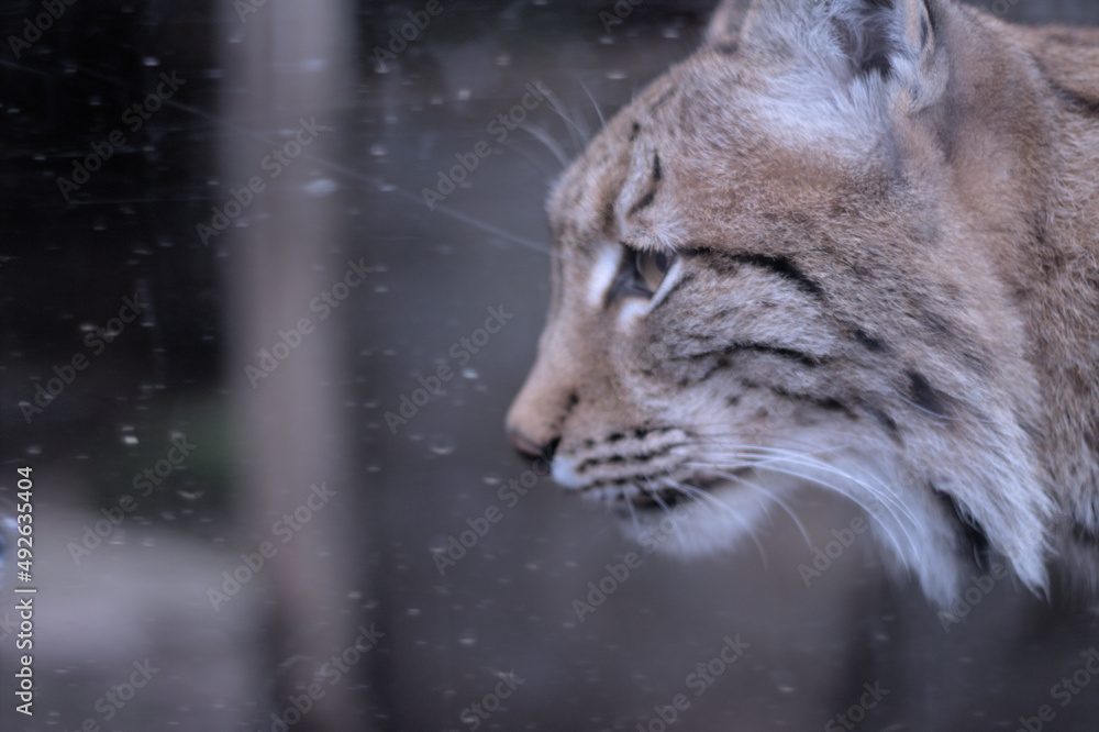 Obraz premium Un lynx de profil derrière une fenêtre