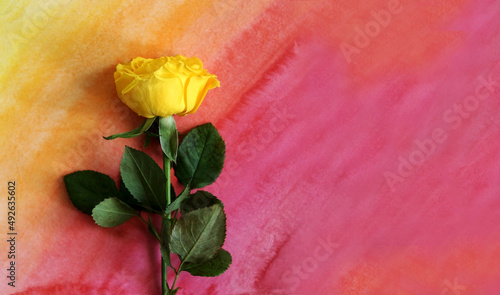 Photo of a yellow rose flat lay on a hand-drawn watercolor gradient red rose background.