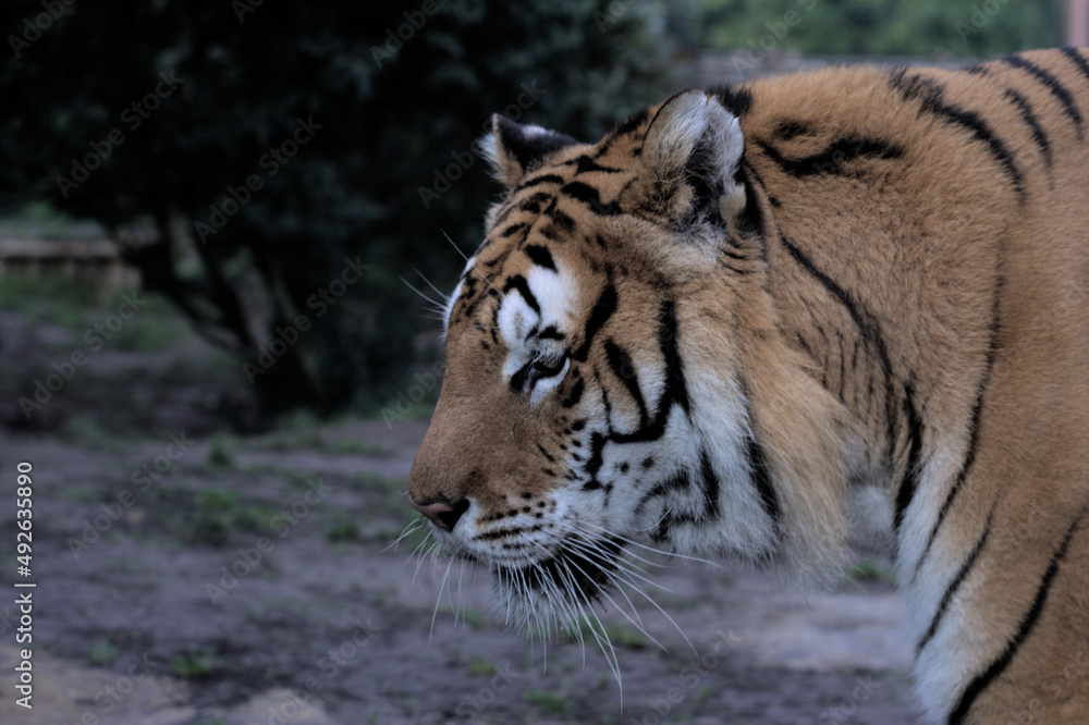 Naklejka premium Tigre de tanzanie 2