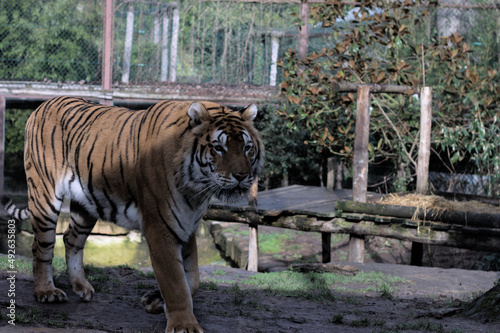 Pose d un tigre sous l ombre d un arbre