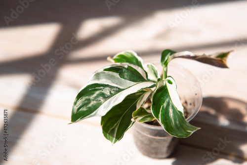 Calathea fusion white green variegate leaf close-up on the windowsill in bright sunlight with shadows. Potted house plants, green home decor, care and cultivation, marantaceae variety. photo