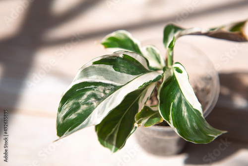 Calathea fusion white green variegate leaf close-up on the windowsill in bright sunlight with shadows. Potted house plants, green home decor, care and cultivation, marantaceae variety. photo