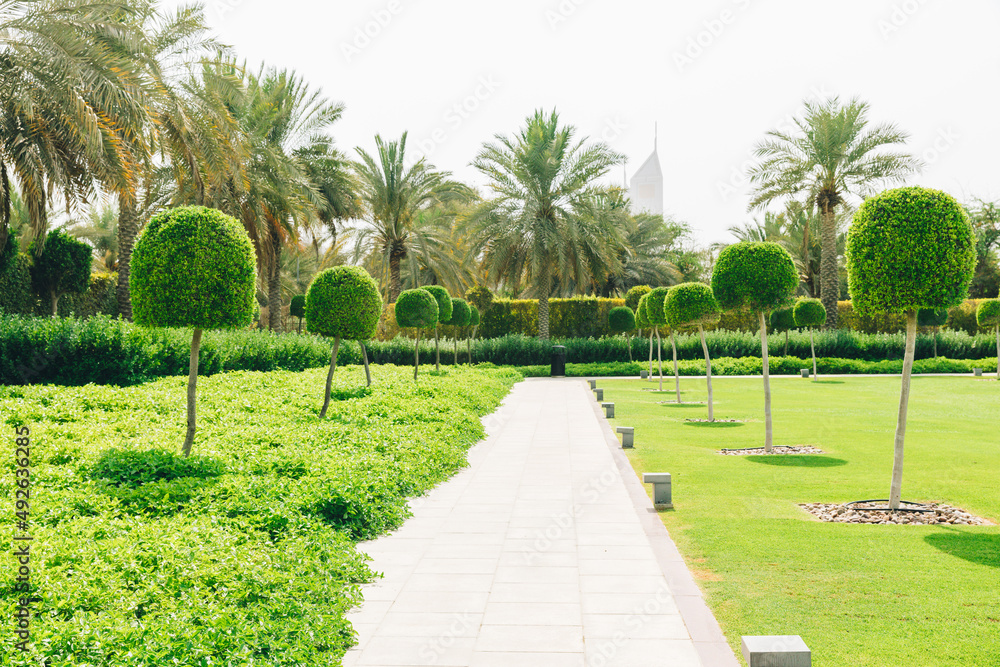 High quality photo. Walkway Lane Path With Green Decoration Trees And Palms In Garden. Beautiful Alley In Park. Pathway Way Through landscaped urban park in Dubai. Landscape design. Garden Landscaping