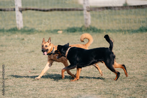 Fototapeta Naklejka Na Ścianę i Meble -  dog running in the park
