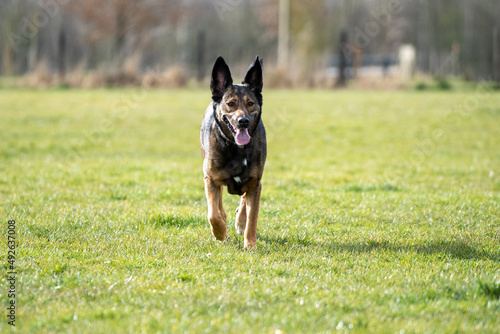 happy german shepherd dog in the field