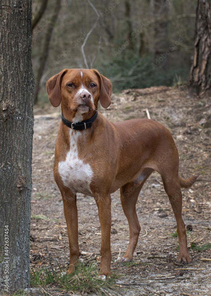 Dog in forest. Curious.