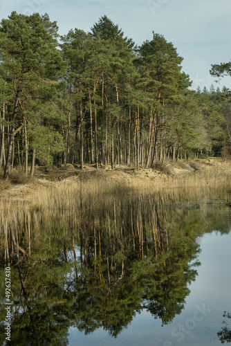 Forest and swamp. Uffelte. Netherlands. Reed. Pine trees.