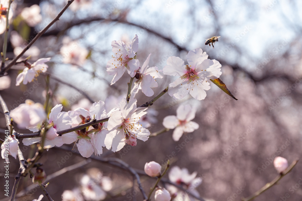 Close-up of almond branch blooming in spring time. Bee collects pollen from white almond flowers. Macro photography. Blurred background. Selective focus. Close-up of almond branch blooming in spring time. Bee collects pollen from white almond flowers. Macro photography. Blurred background. Selective focus.