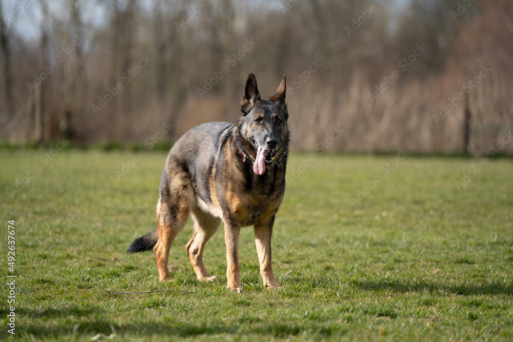 happy german shepherd dog in the field