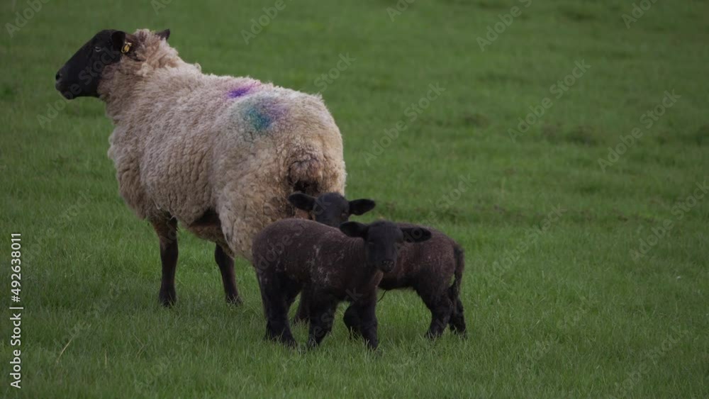 Lambs with mother sheep playing together in farmers field Lambs with mother sheep playing together in farmers field