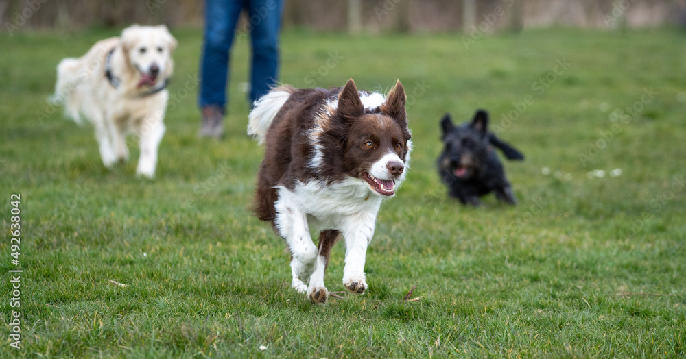 border collie dog running and playing with another dog border collie dog running and playing with another dog