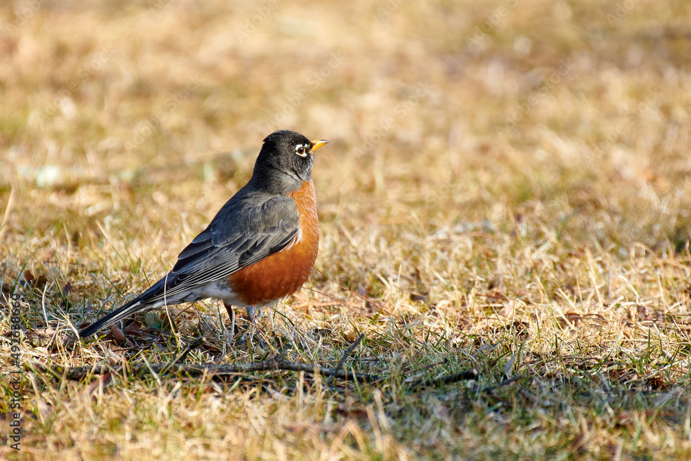 American Robin (Turdus migratorius) American Robin (Turdus migratorius)
