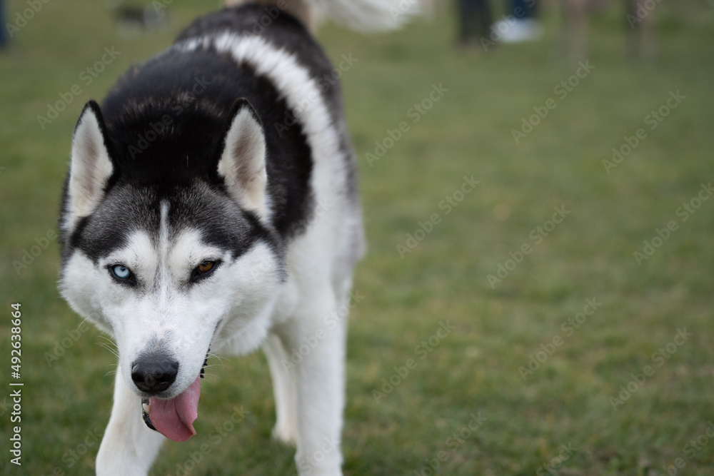 siberian husky dog running towards the camera, red and blue eyes, winter time, playing