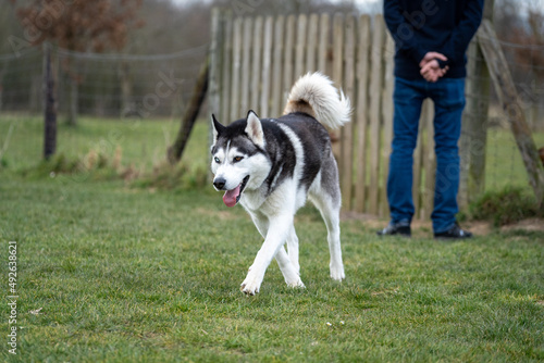 siberian husky dog running towards the camera, red and blue eyes, winter time, playing