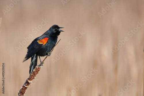 Red-winged Blackbird (Agelaius phoeniceus) on cattails in a marsh