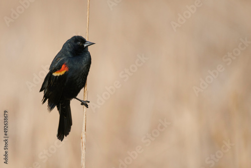 Red-winged Blackbird (Agelaius phoeniceus) on cattails in a marsh