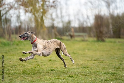 The English Greyhound, or simply the Greyhound dog, running and playing with other grehyhounds in the grass on a sunny day in the park	
