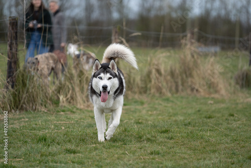 siberian husky dog running towards the camera, red and blue eyes, winter time, playing © LDC