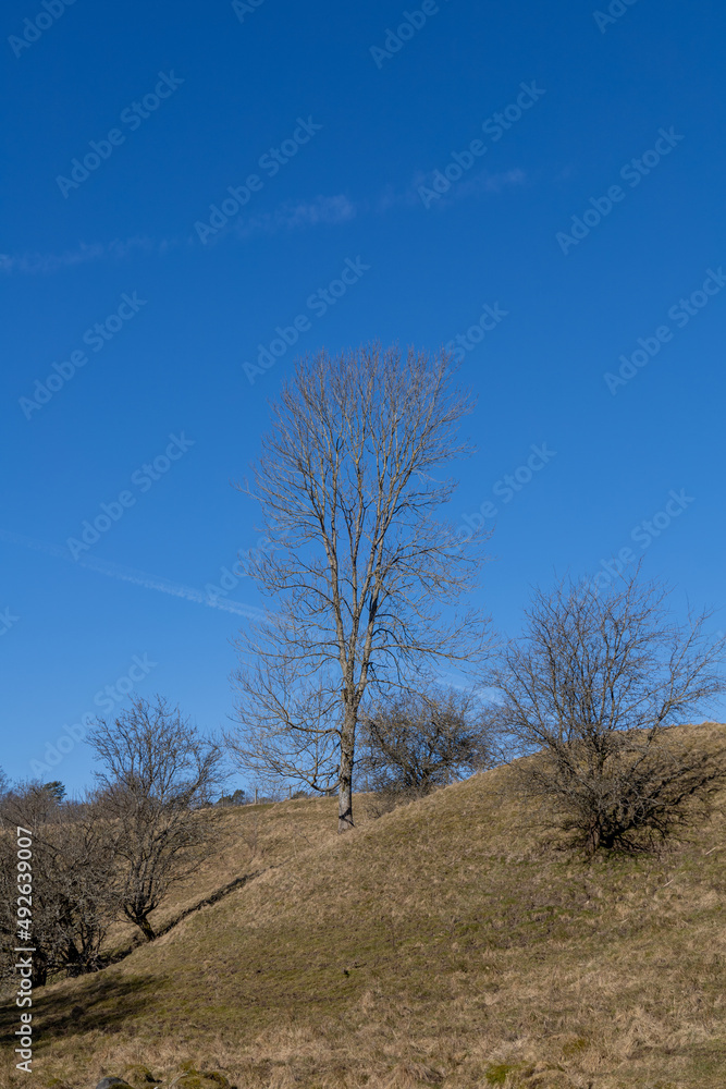 Large oak tree with no leaves standing in a rolling hill landscape on sunny day with blue sky. Large oak tree with no leaves standing in a rolling hill landscape on sunny day with blue sky.