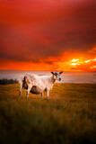 Sheep Under the Sunset