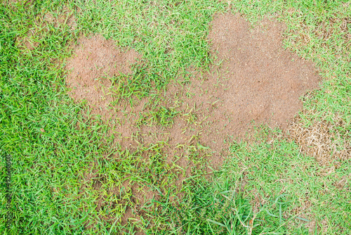 Dead grass of the nature background. a patch is caused by the destruction of fungus Rhizoctonia Solani grass leaf change from green to dead brown in a circle lawn texture background dead dry grass. photo