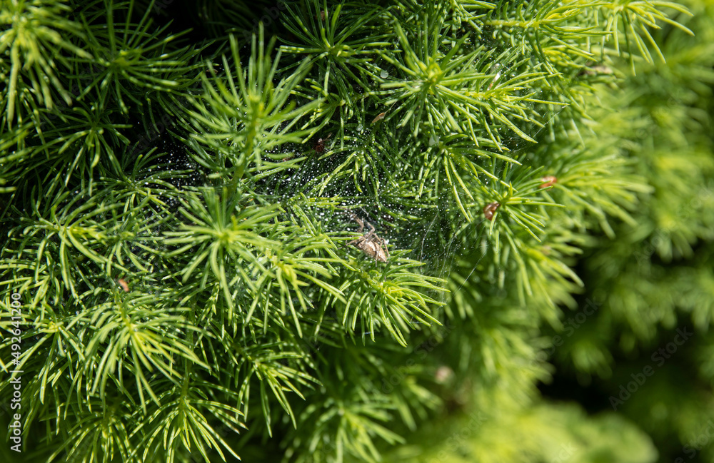 Coccidae on a branch of the canadian Conica spruce damaged with pests. Gardening concept Coccidae on a branch of the canadian Conica spruce damaged with pests. Gardening concept
