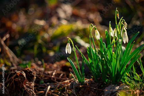 White spring flowers.