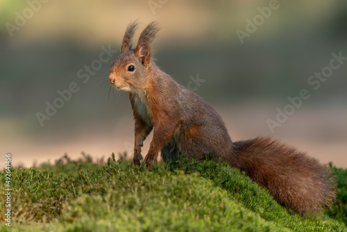  Curious Eurasian red squirrel (Sciurus vulgaris) in the forest of Noord Brabant in the Netherlands. © Albert Beukhof
