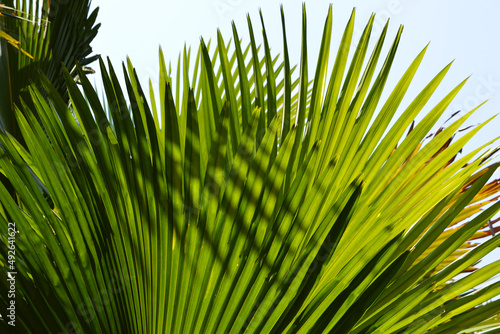 Saw palmetto leaves against bright sunlight photo