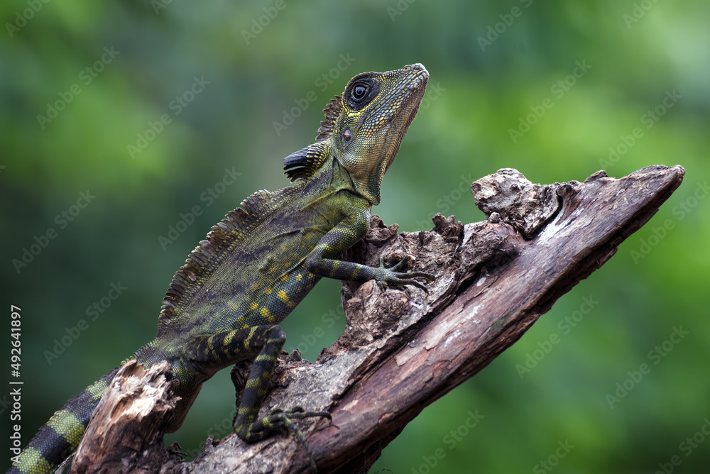 Obraz premium Small forest dragon lizard on the tree trunk