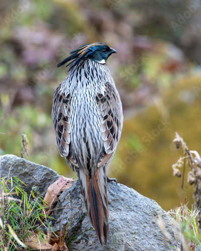 Koklass Pheasant photographed in Chopta in Uttarakhand, India photo