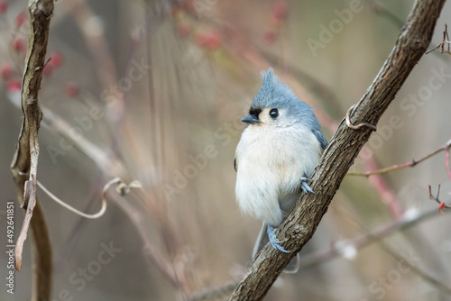 Tufted Titmouse.Chesapeake and Ohio Canal National Historical Park.Maryland.USA