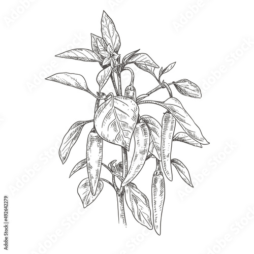 Hand drawn chili peppers on a branch with leaves and flower. Vector illustration isolated on white background.