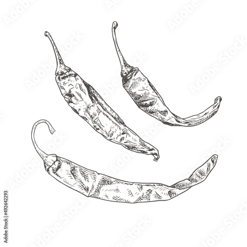 Hand drawn dried chili peppers. Vector illustration isolated on white background.