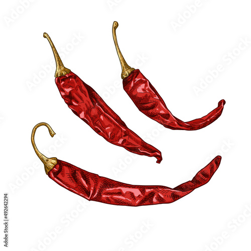 Hand drawn dried chili peppers. Vector illustration isolated on white background.