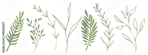 Vector plants and grasses. Minimalist style in green colors of hand drawn plants. With leaves and organic shapes. For your own design.