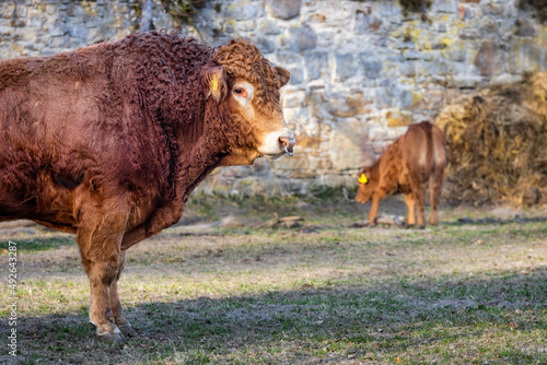 Bulle im Profil mit Nasenring auf einer Weide vor einer Mauer im Hintergrund ein Kalb photo