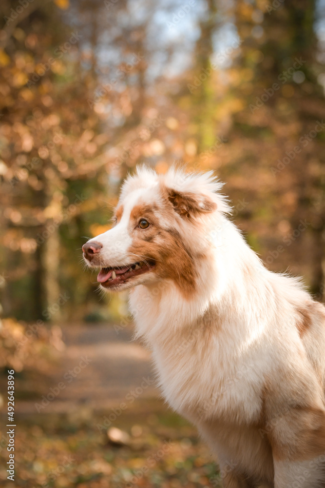 Australian shepherd is standing in the forest. It is autumn portret.