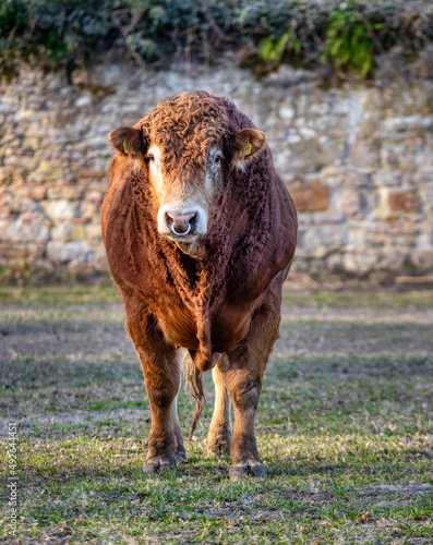 Bulle von vorne mit Nasenring auf einer Weide vor einer Mauer © Wolfgang Knoll