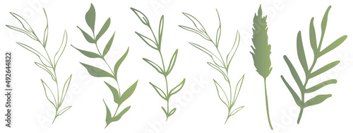 Fototapeta Naklejka Na Ścianę i Meble -  Vector plants and grasses. Minimalist style in green colors of hand drawn plants. With leaves and organic shapes. For your own design.