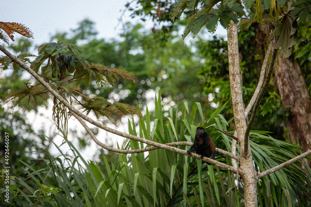 Mantled Howler Monkey on a branch Mantled Howler Monkey on a branch