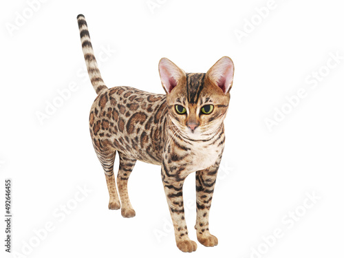 Slika na platnu 3d computer rendered illustration of a house cat
