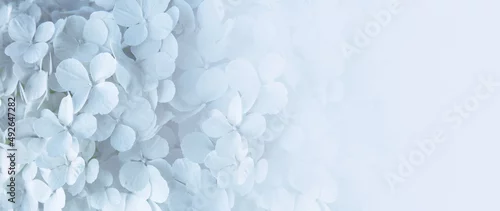 Panel kuchenny z motywem małe białe kwiaty hortensji jako tło, kwiatowe tło