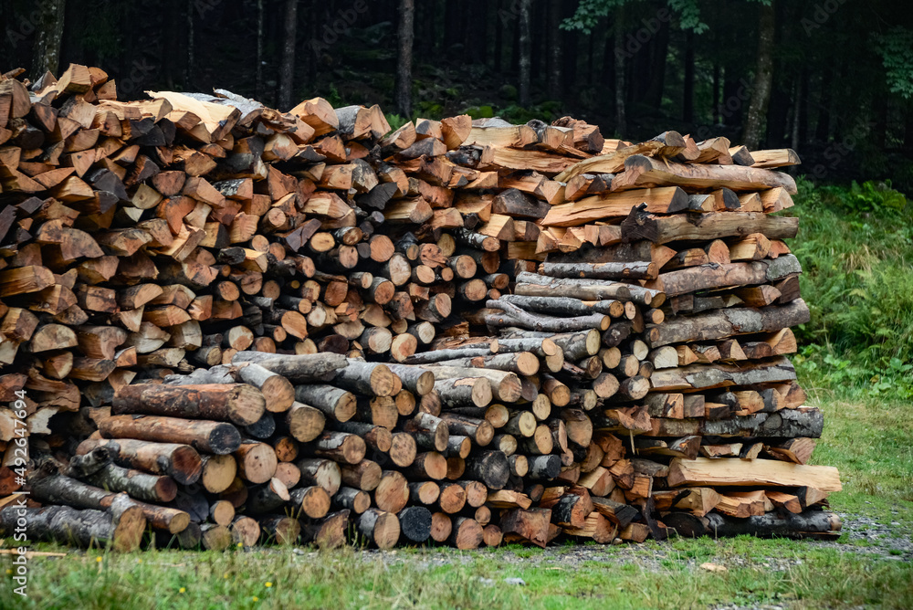 firewood cut and arranged near a forest